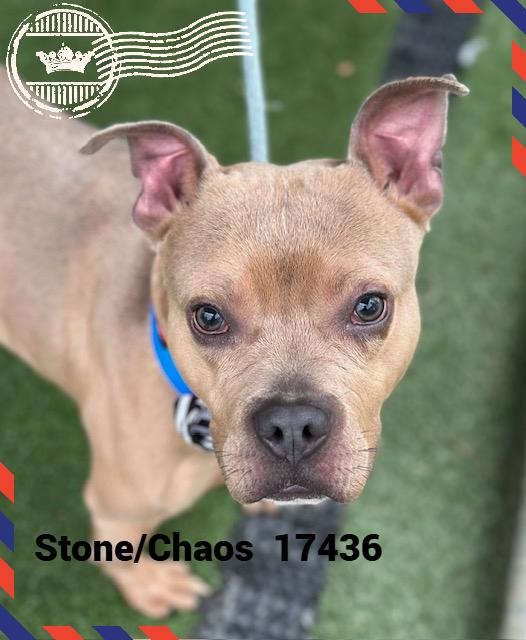 Enlarge STONE/CHAOS, a ADOPTABLE mixed breed in Marietta, GA image 3/6