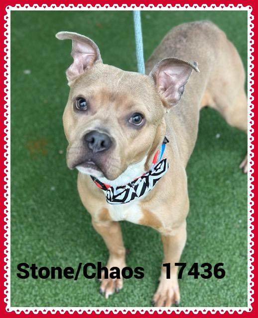 Enlarge STONE/CHAOS, a ADOPTABLE mixed breed in Marietta, GA image 1/6