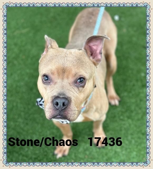 Enlarge STONE/CHAOS, a ADOPTABLE mixed breed in Marietta, GA image 6/6