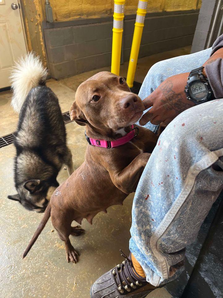 Enlarge Dolly, a Adoptable Mixed Breed in Mullins, SC image 1/2