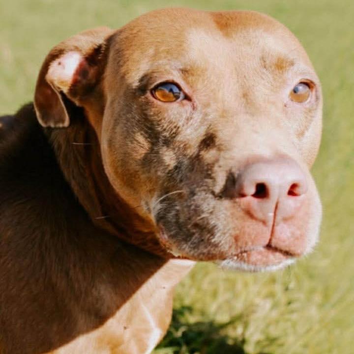 Enlarge Dolly, a Adoptable Mixed Breed in Mullins, SC image 1/3