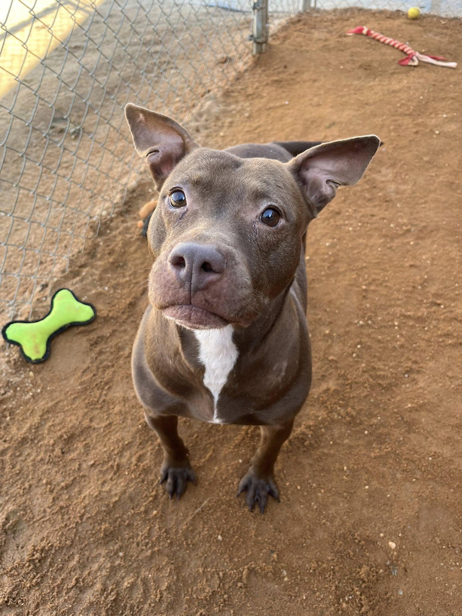 Enlarge Dolly, a Adoptable Mixed Breed in Mullins, SC image 2/2