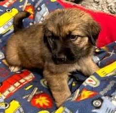 Enlarge Chloe, a Adoptable mixed breed in Winter Park, CO image 1/1