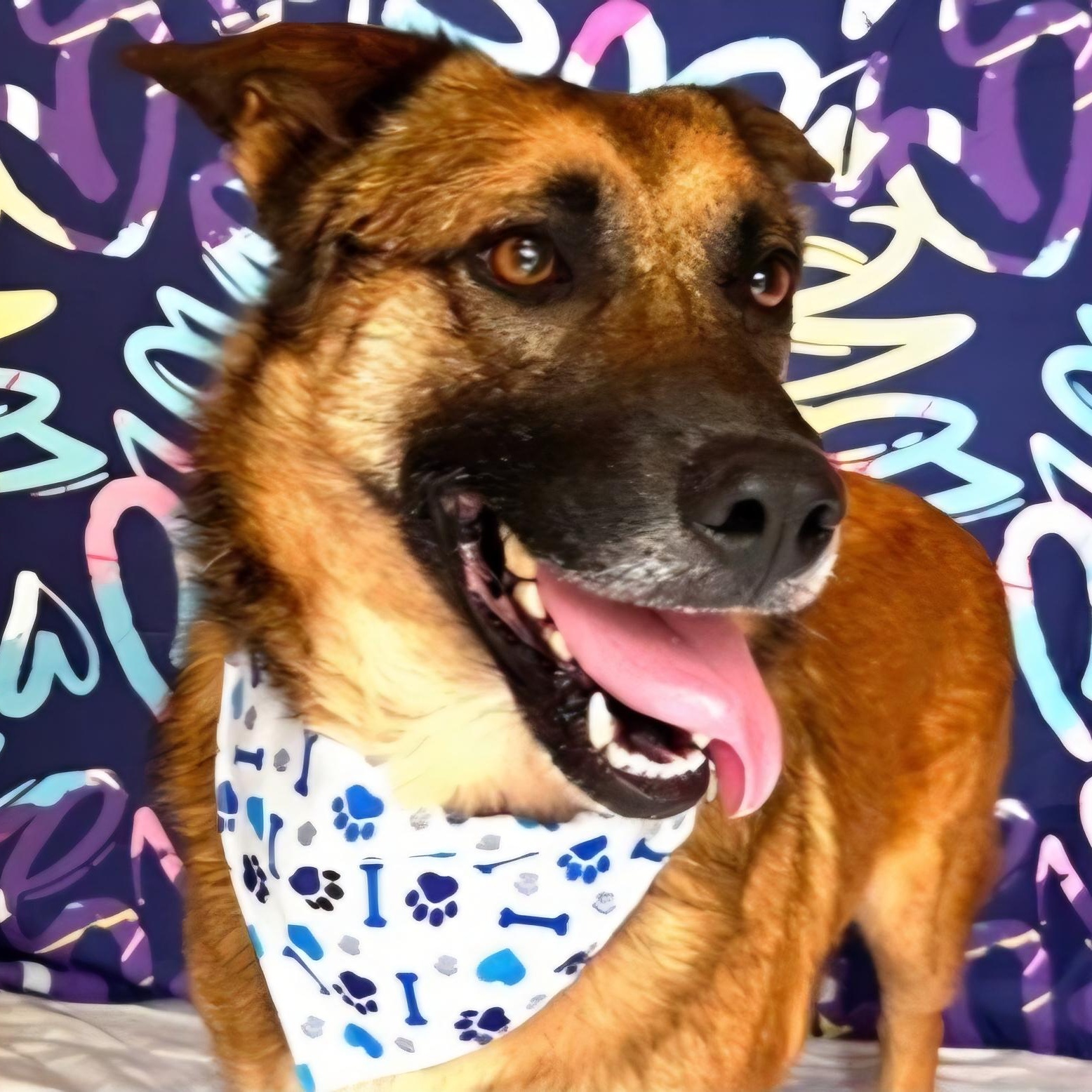 Warionex, Adoptable, Adult Male Belgian Shepherd / Malinois.