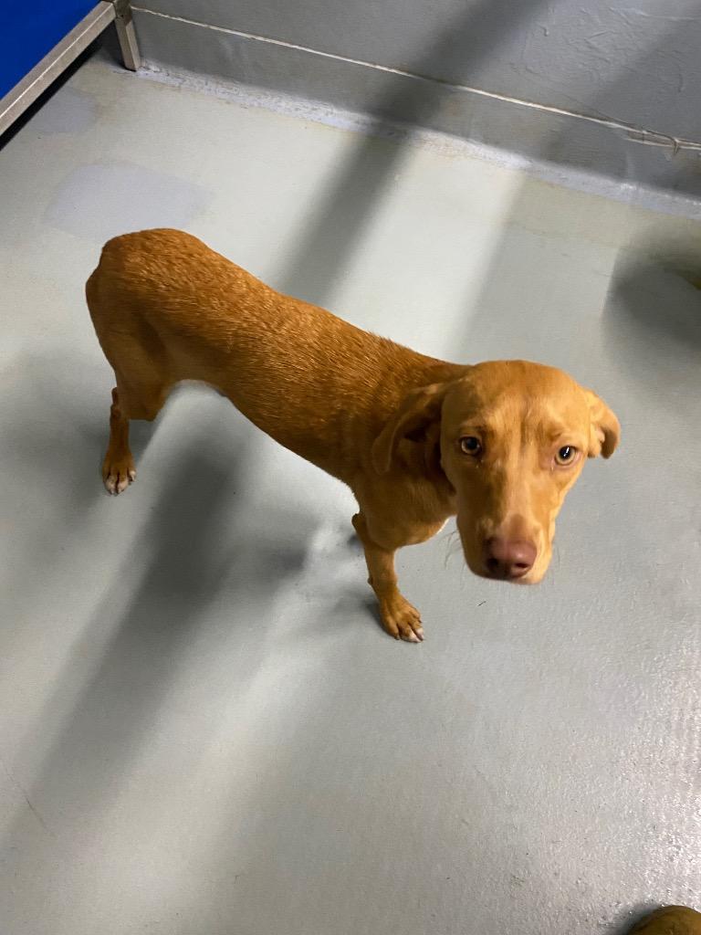 Millie, Adoptable, Puppy Female Mixed Breed.