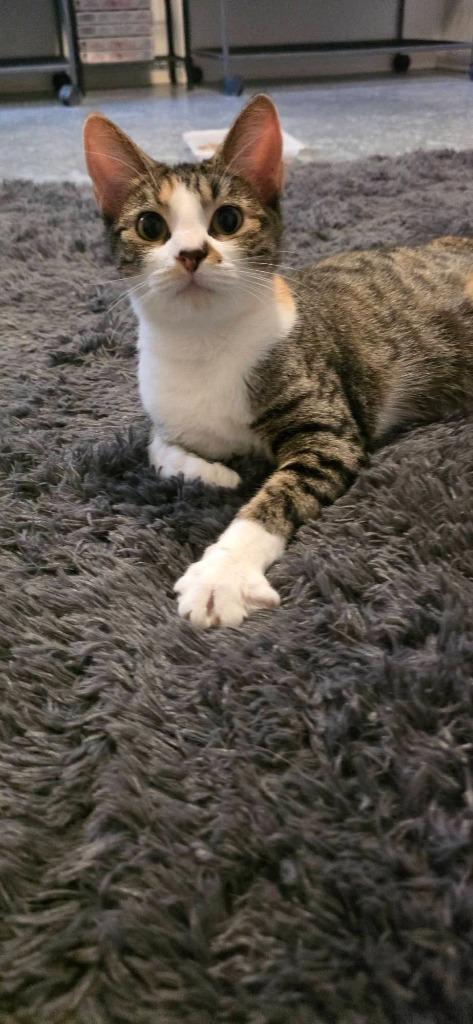 Pickles, Adoptable, Kitten Female Domestic Short Hair.