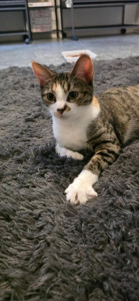 Enlarge Pickles, a Adoptable mixed breed in Miami, OK image 2/4