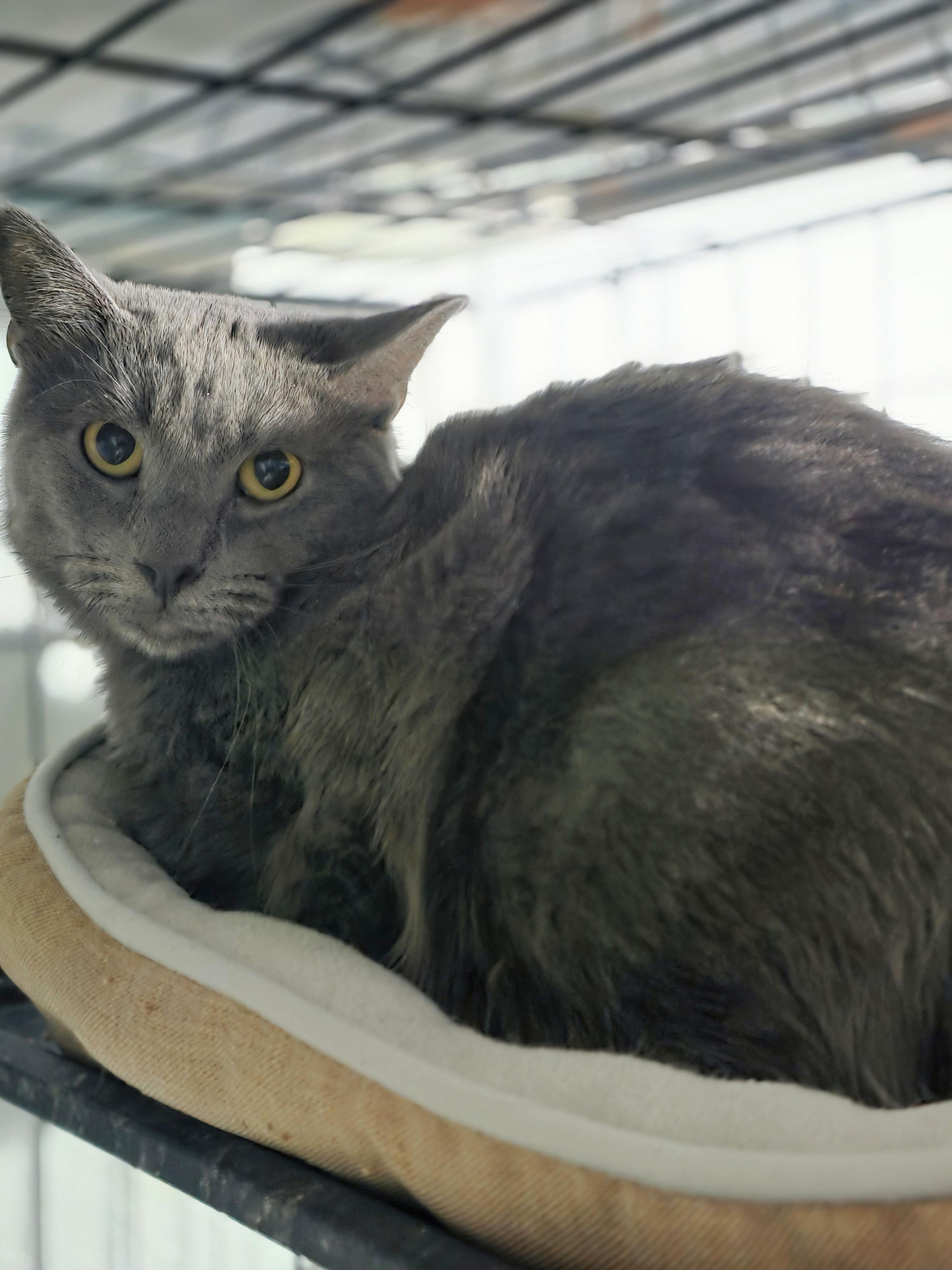 Enlarge Phantom, a Adoptable Domestic Short Hair in Lincoln, NE image 2/4