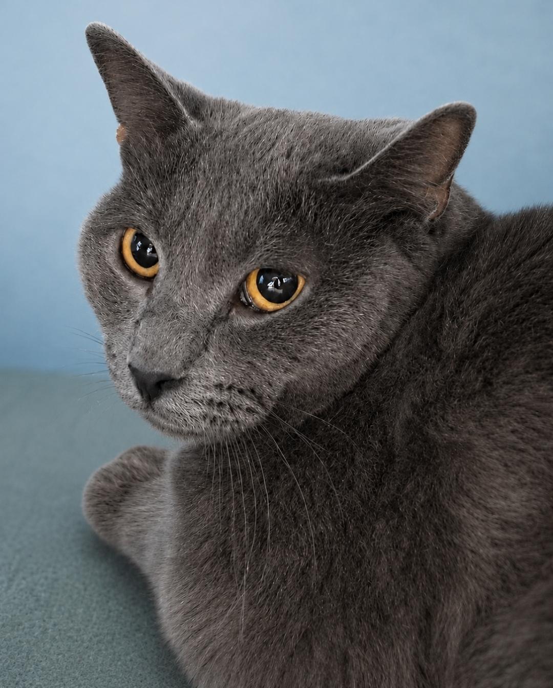 Phantom, Adoptable, Adult Male Domestic Short Hair.