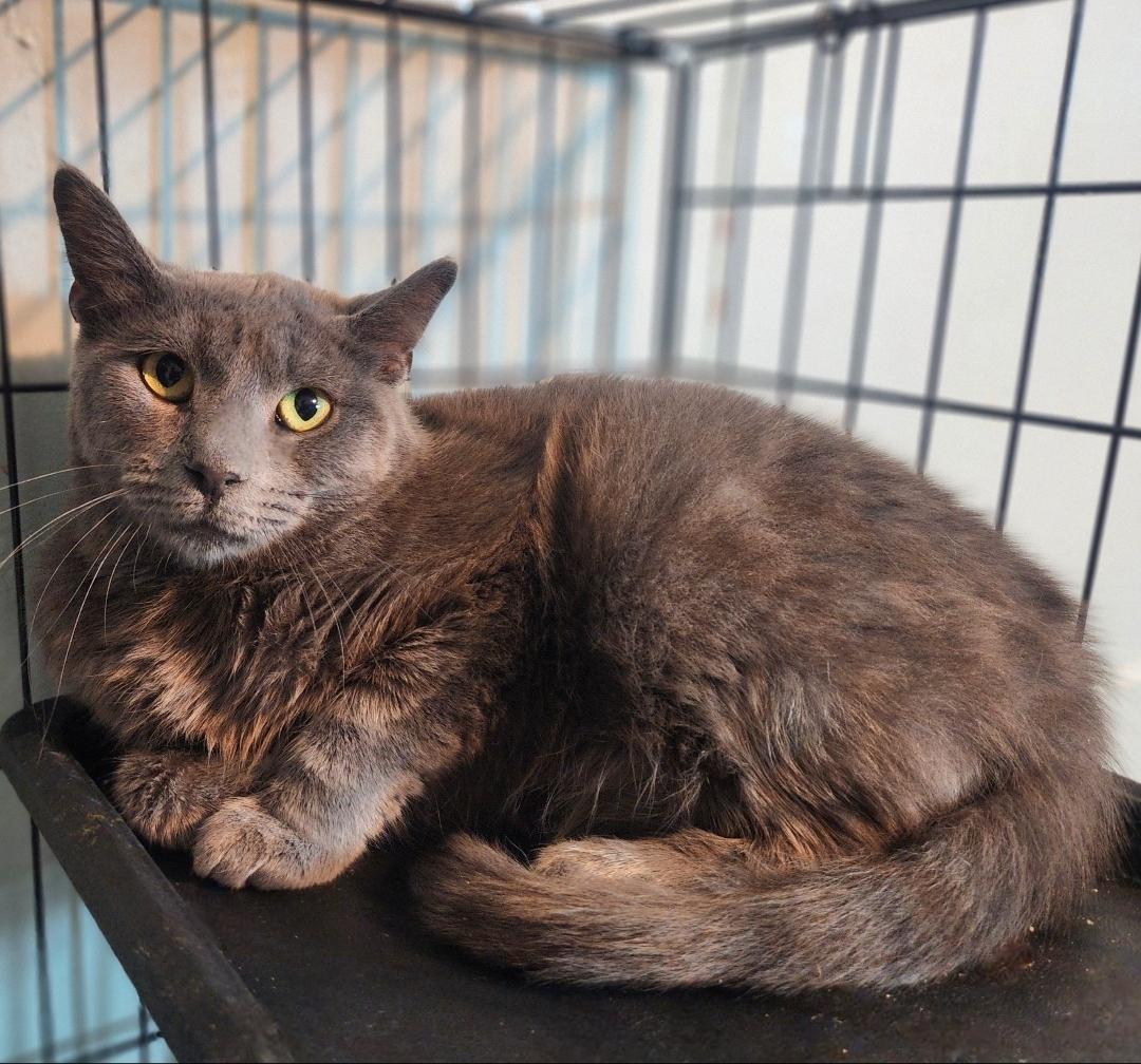 Enlarge Phantom, a Adoptable Domestic Short Hair in Lincoln, NE image 4/4