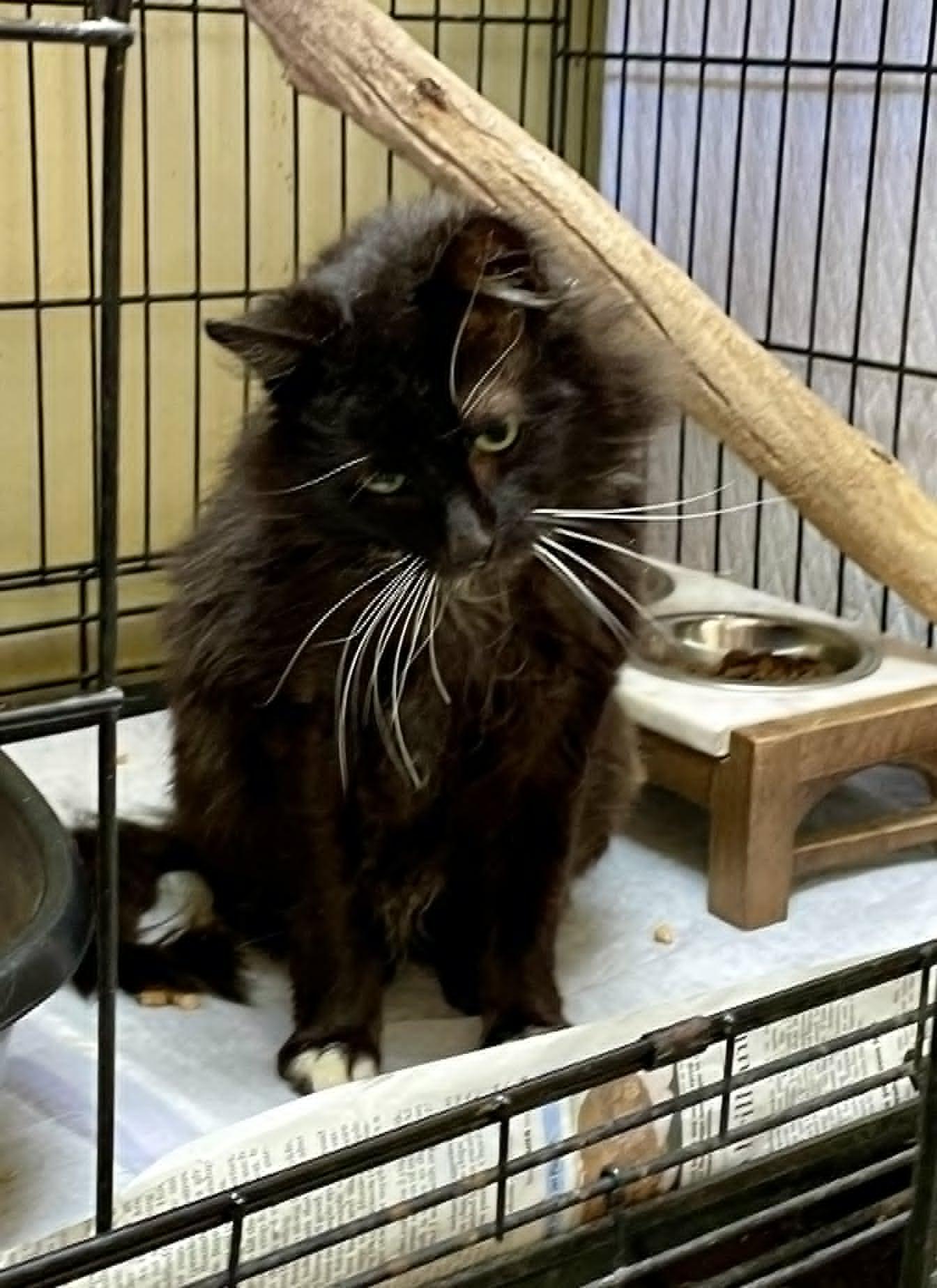 Bryce, ADOPTABLE, Young Male Domestic Long Hair.