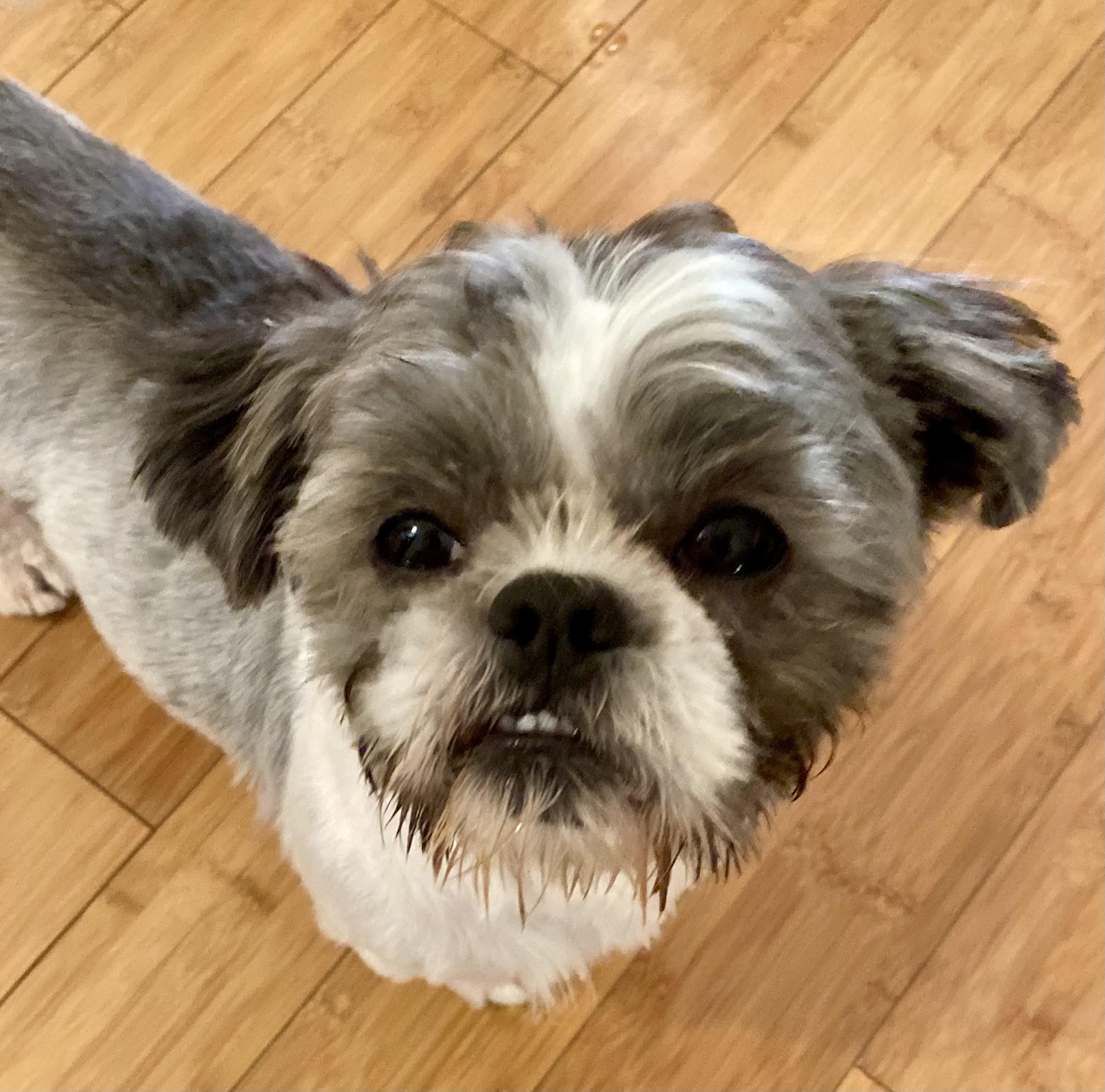 Yoshi, an adopted Shih Tzu in Woburn, MA image 6/6