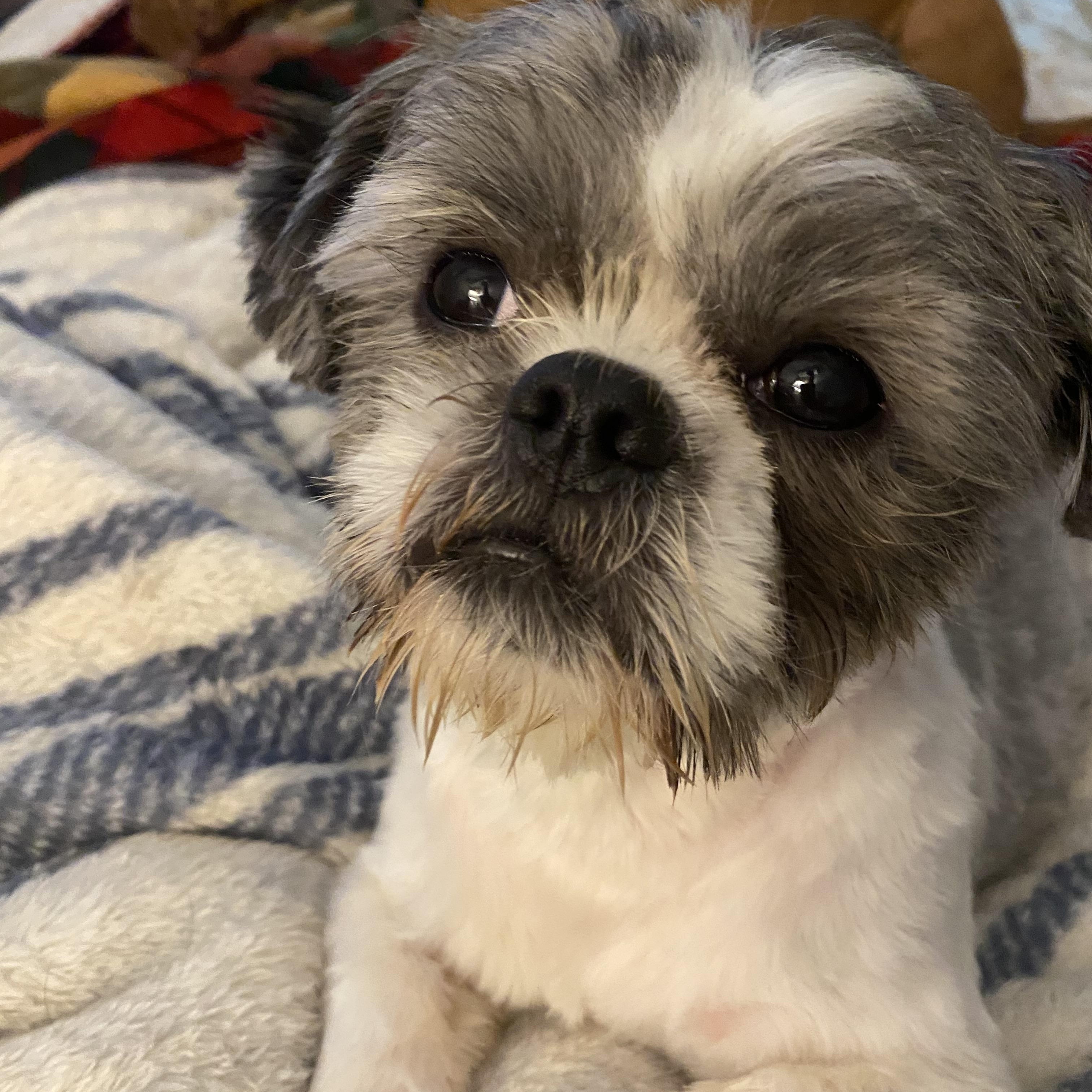 Yoshi, adopted, Young Male Shih Tzu.