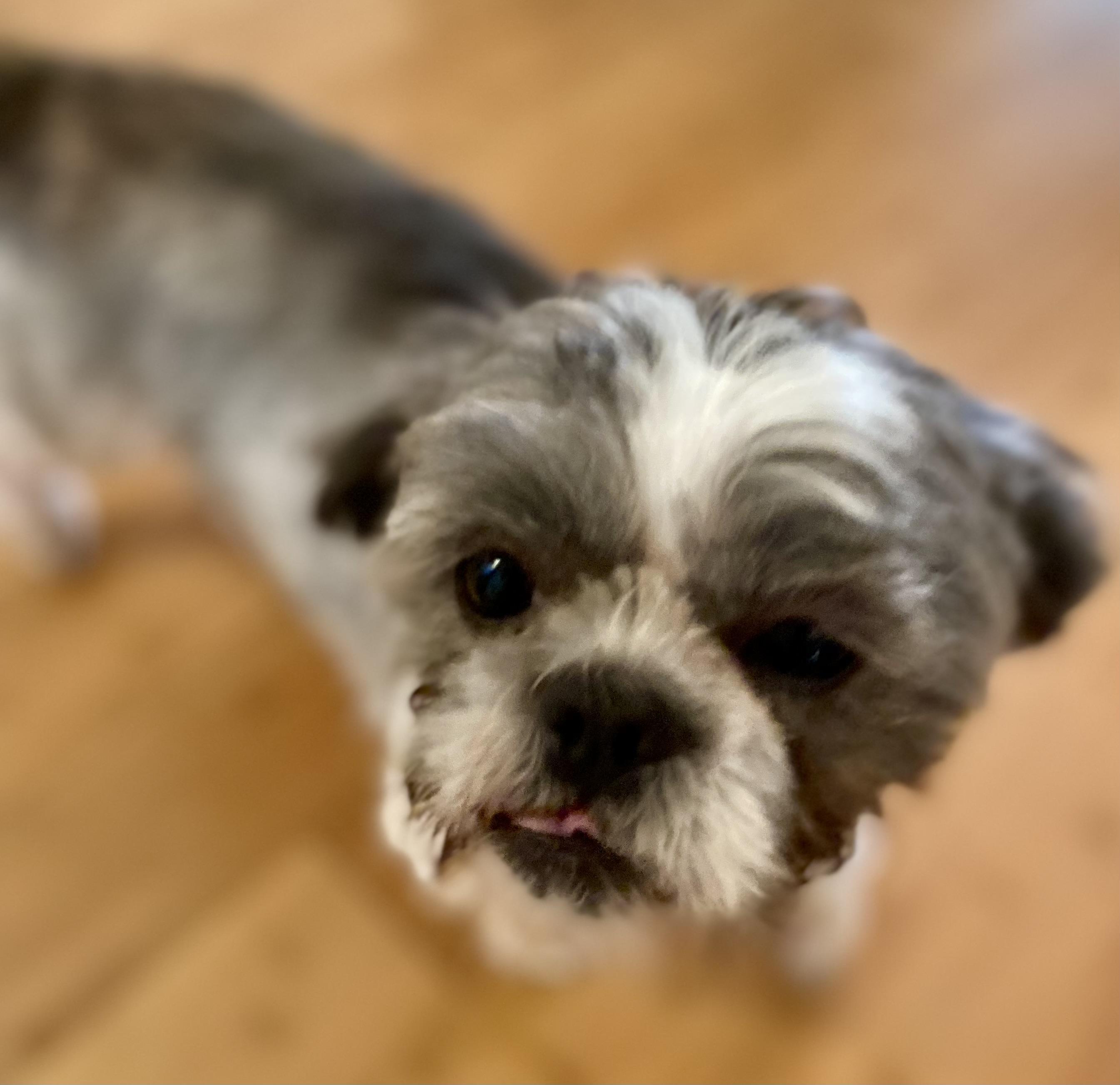 Yoshi, an adopted Shih Tzu in Woburn, MA image 4/6