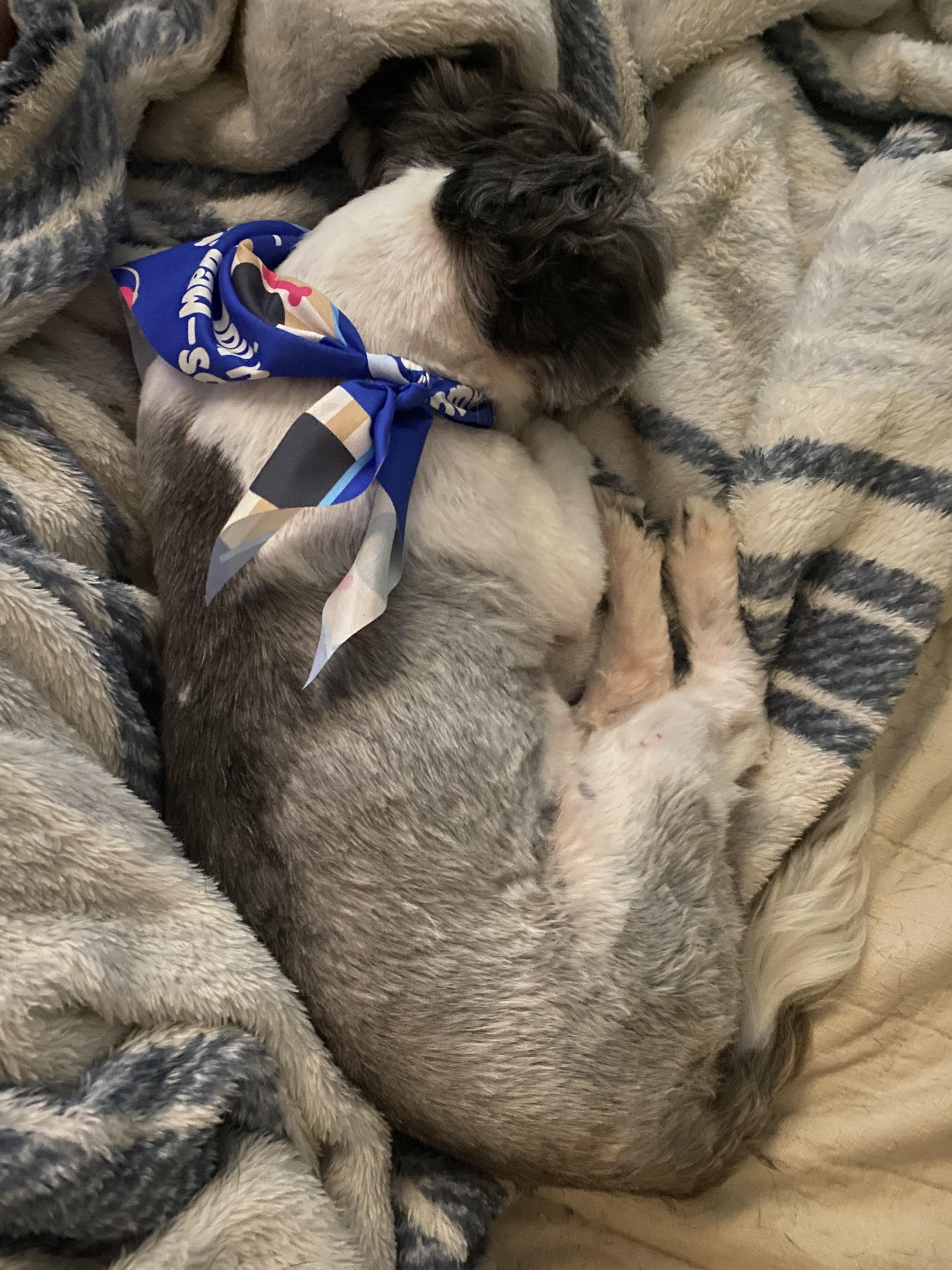 Yoshi, an adopted Shih Tzu in Woburn, MA image 3/6
