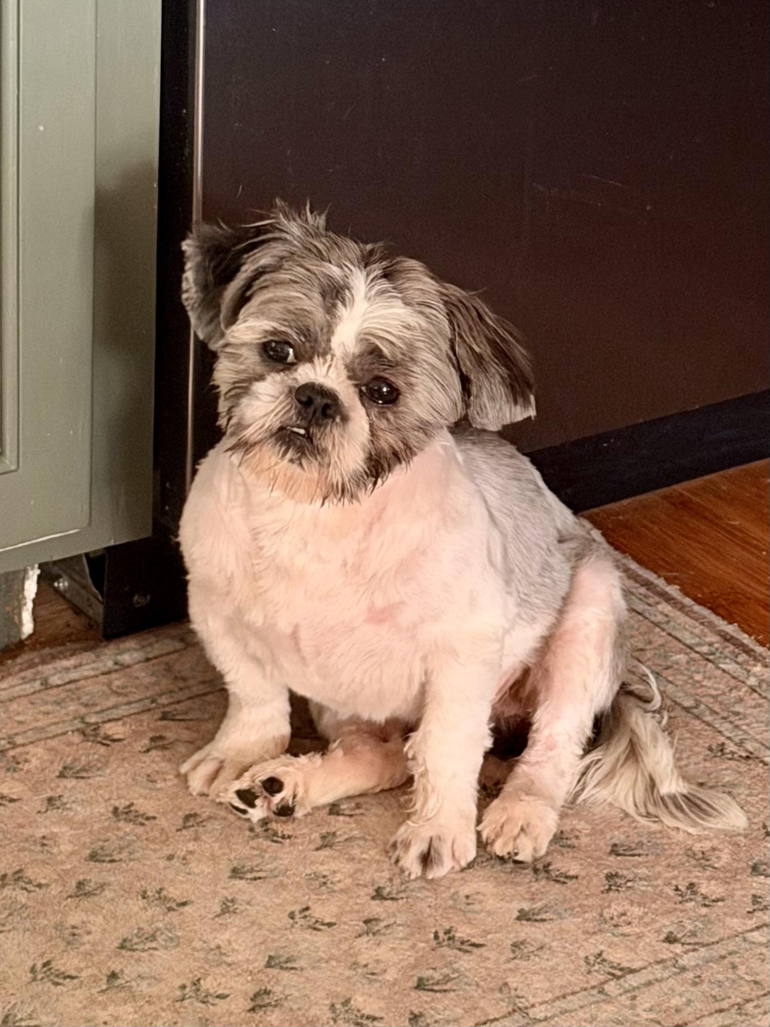 Yoshi, an adopted Shih Tzu in Woburn, MA image 2/6