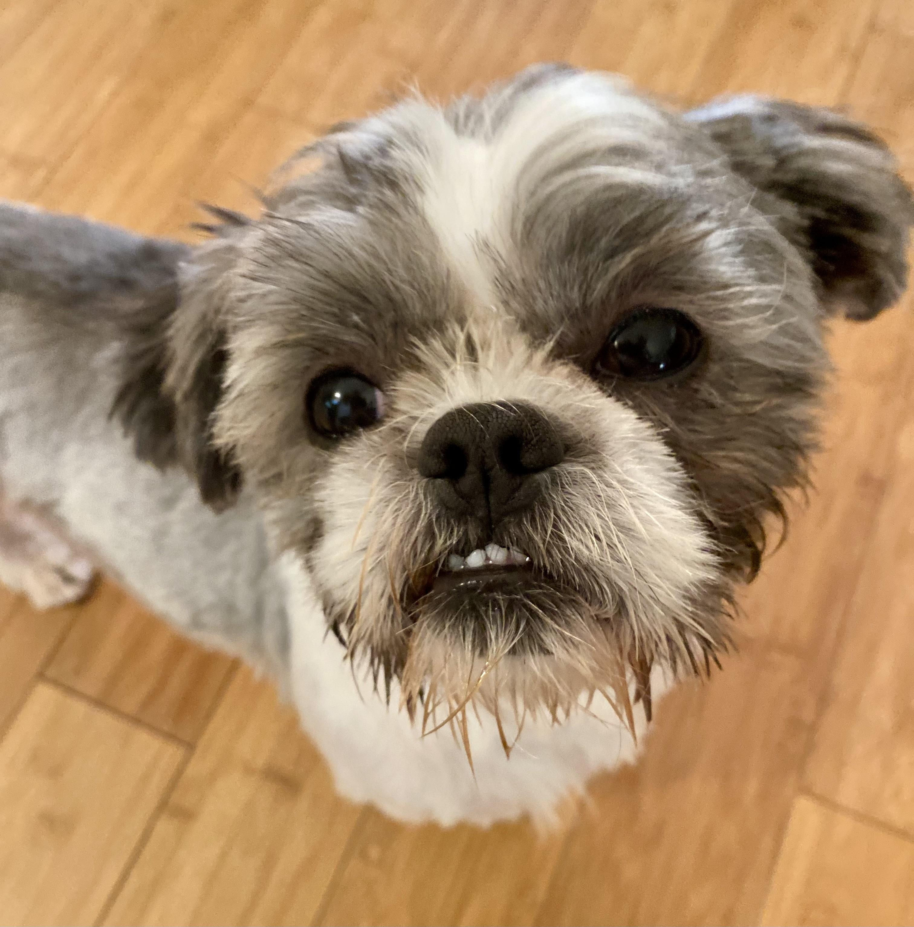 Yoshi, an adopted Shih Tzu in Woburn, MA image 5/6