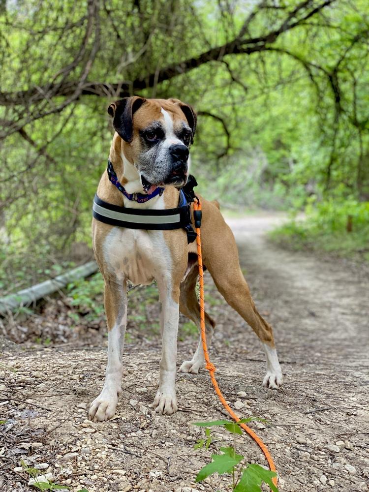 Enlarge Buxton, a Adoptable Boxer in Hewitt, TX image 1/6