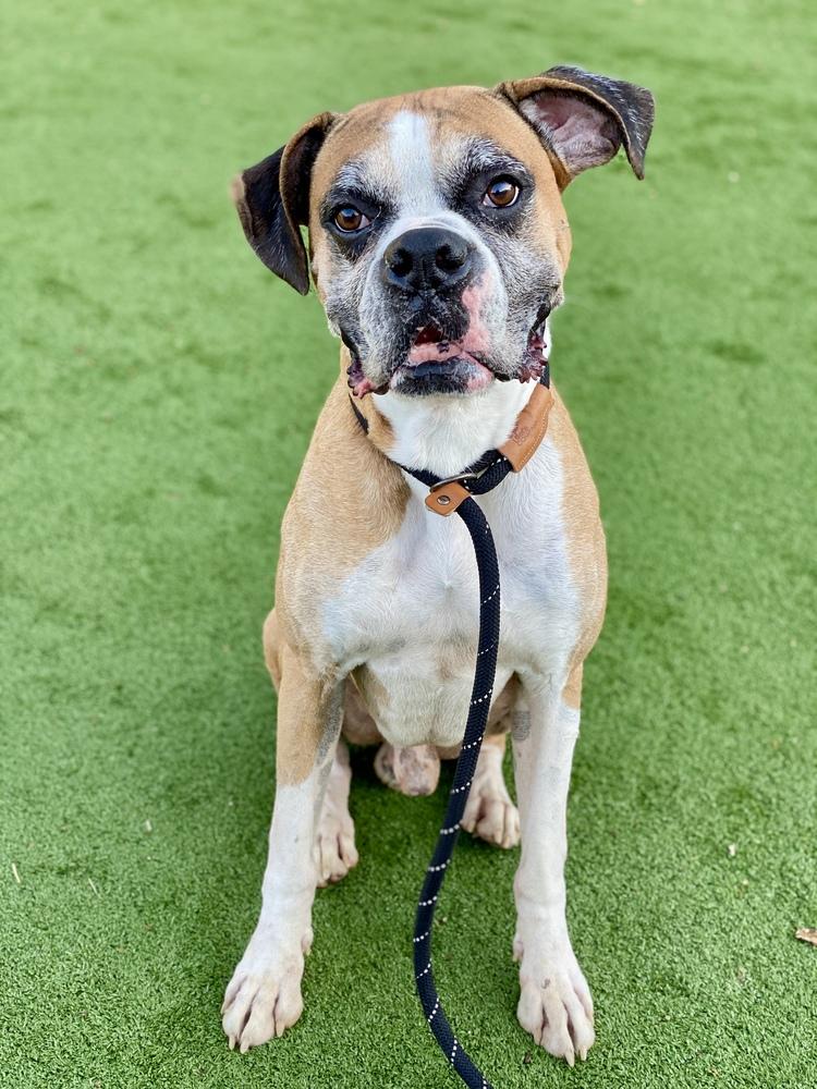 Buxton, a Adoptable Boxer in Hewitt, TX image 1/6