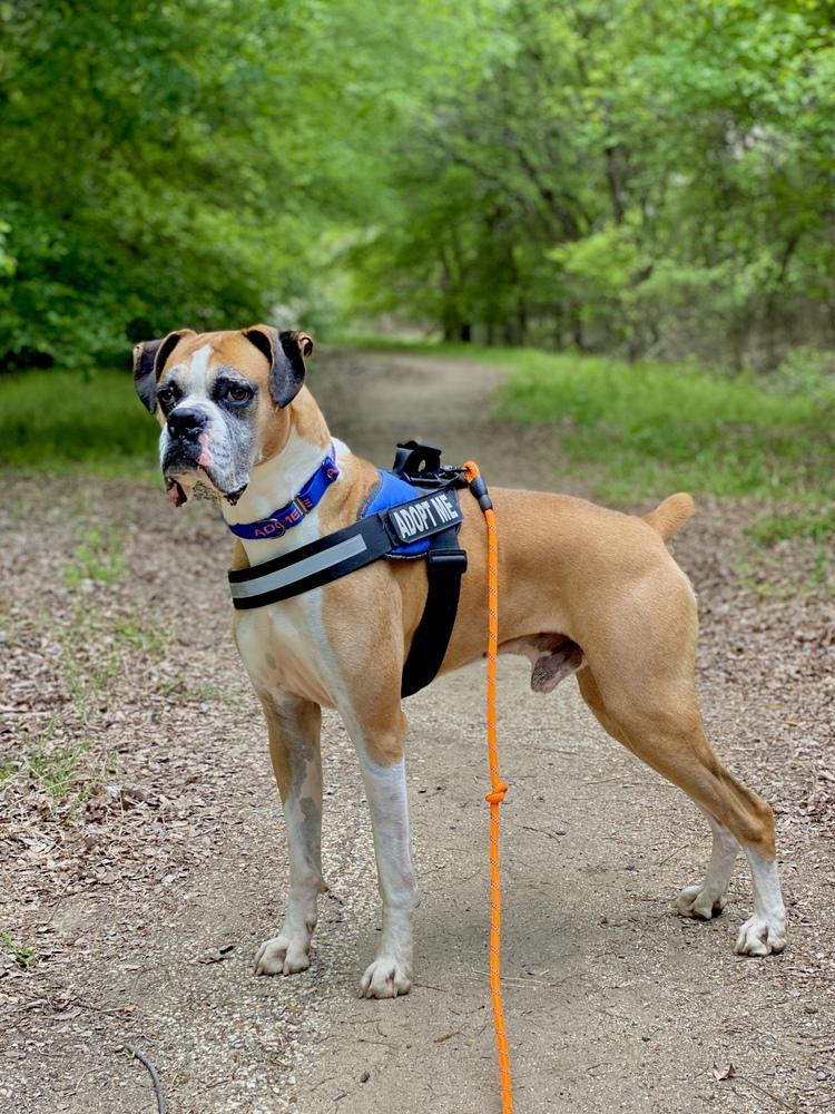 Enlarge Buxton, a Adoptable Boxer in Hewitt, TX image 2/6