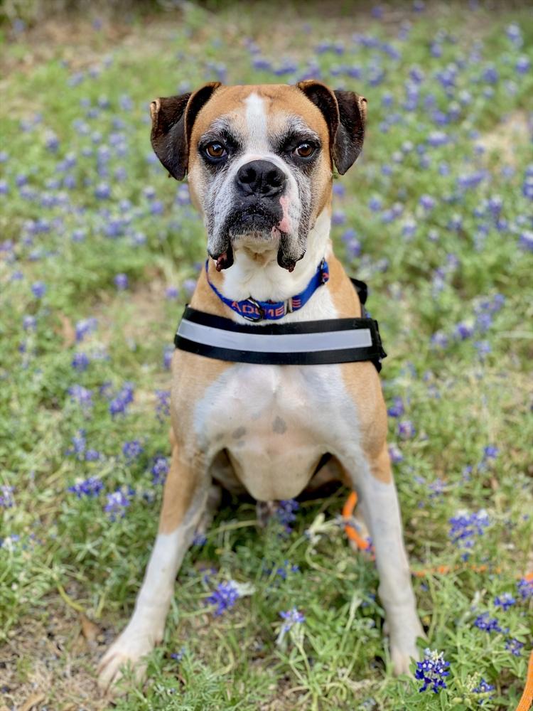 Enlarge Buxton, a Adoptable Boxer in Hewitt, TX image 3/6