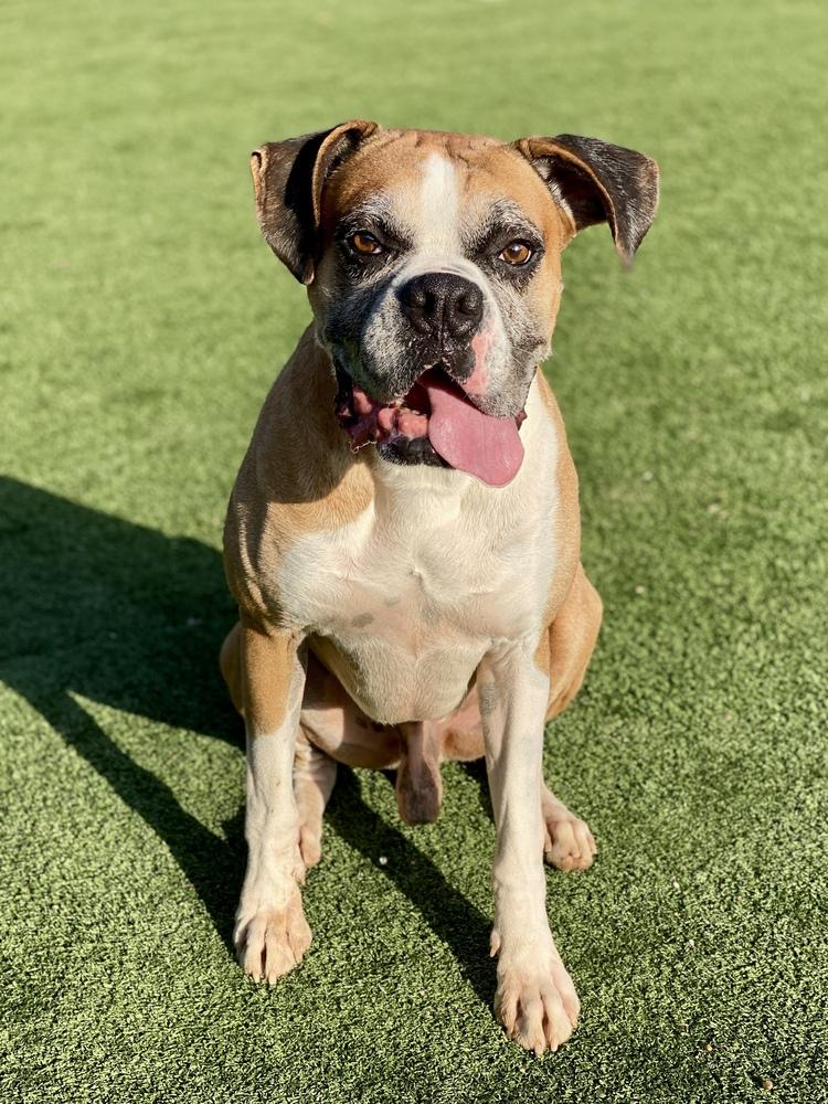 Buxton, a Adoptable Boxer in Hewitt, TX image 2/6