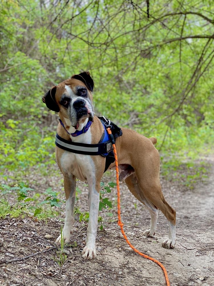 Enlarge Buxton, a Adoptable Boxer in Hewitt, TX image 5/6
