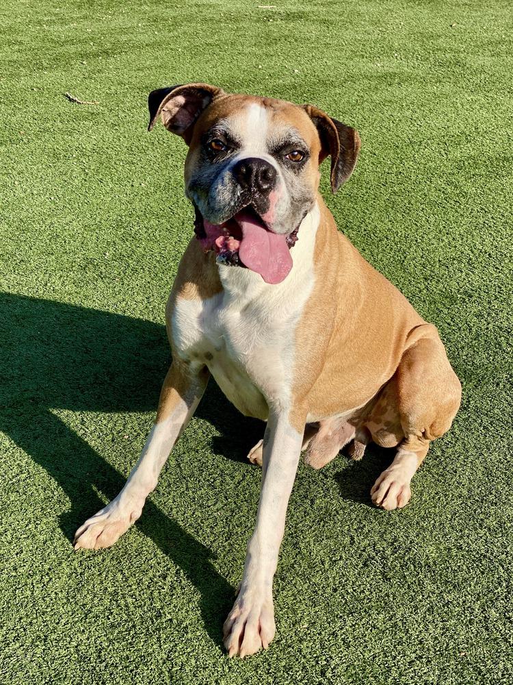 Buxton, a Adoptable Boxer in Hewitt, TX image 3/6