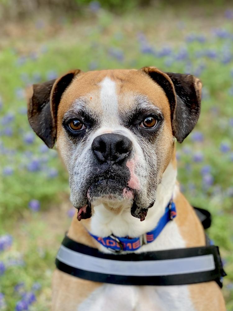 Enlarge Buxton, a Adoptable Boxer in Hewitt, TX image 6/6