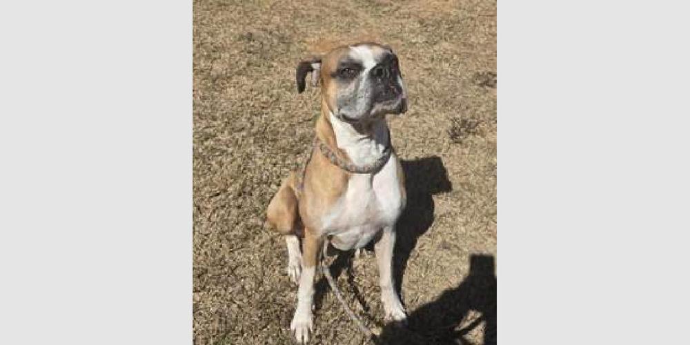 Buxton, a Adoptable Boxer in Hewitt, TX image 4/6