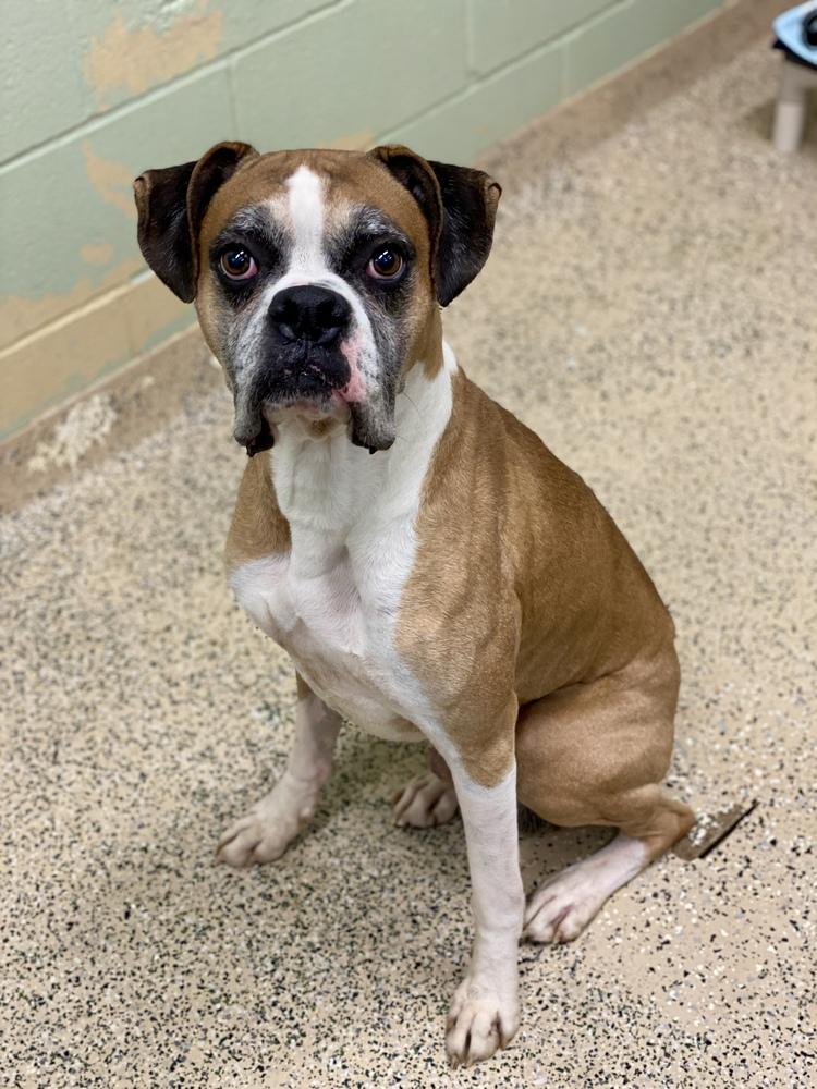 Buxton, a Adoptable Boxer in Hewitt, TX image 5/6