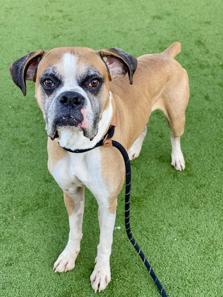 Buxton, a Adoptable Boxer in Hewitt, TX image 6/6