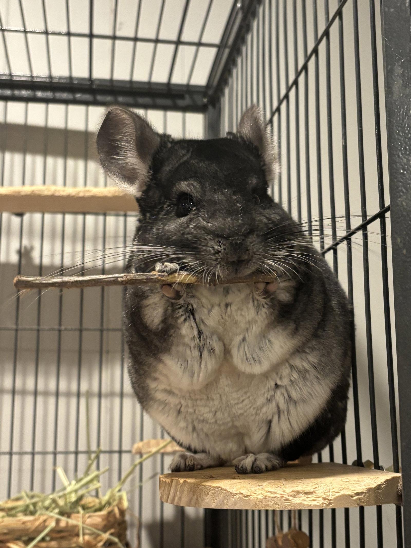 Enlarge Salt and Pepper, a Adoptable Chinchilla in Aurora, IL image 1/3
