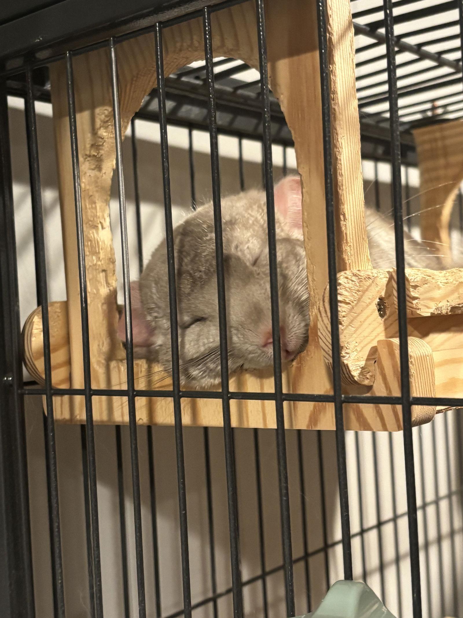 Salt and Pepper, a Adoptable Chinchilla in Aurora, IL image 1/3