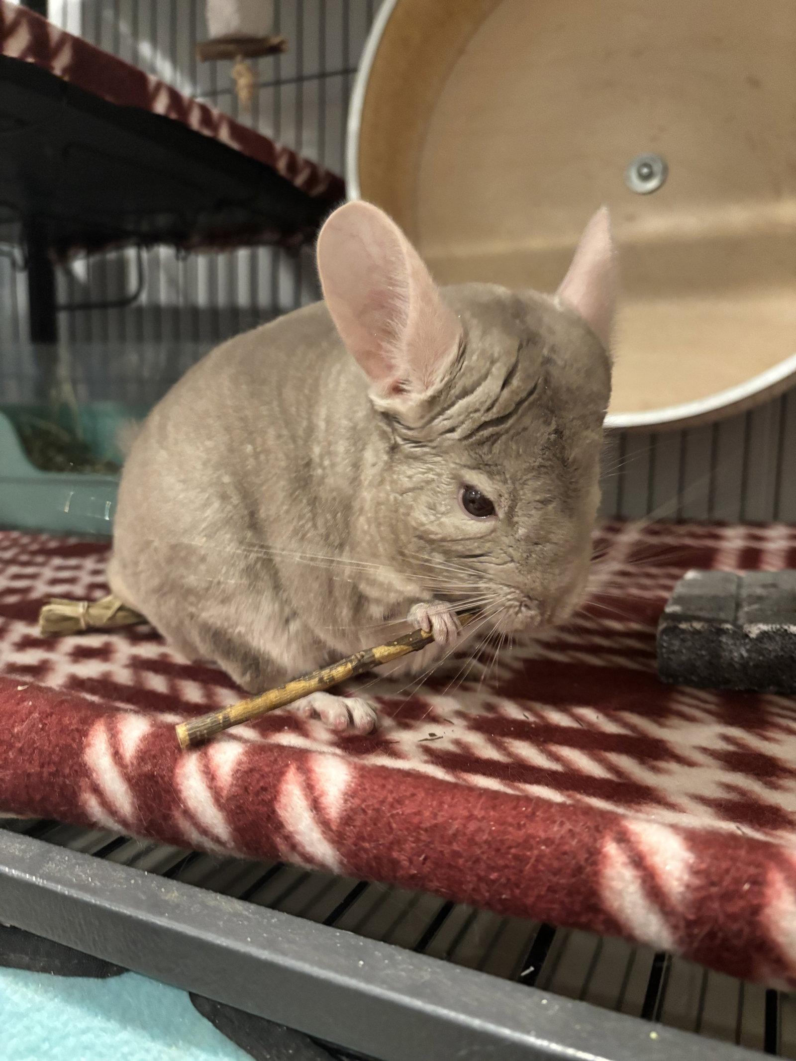 Enlarge Salt and Pepper, a Adoptable Chinchilla in Aurora, IL image 1/3