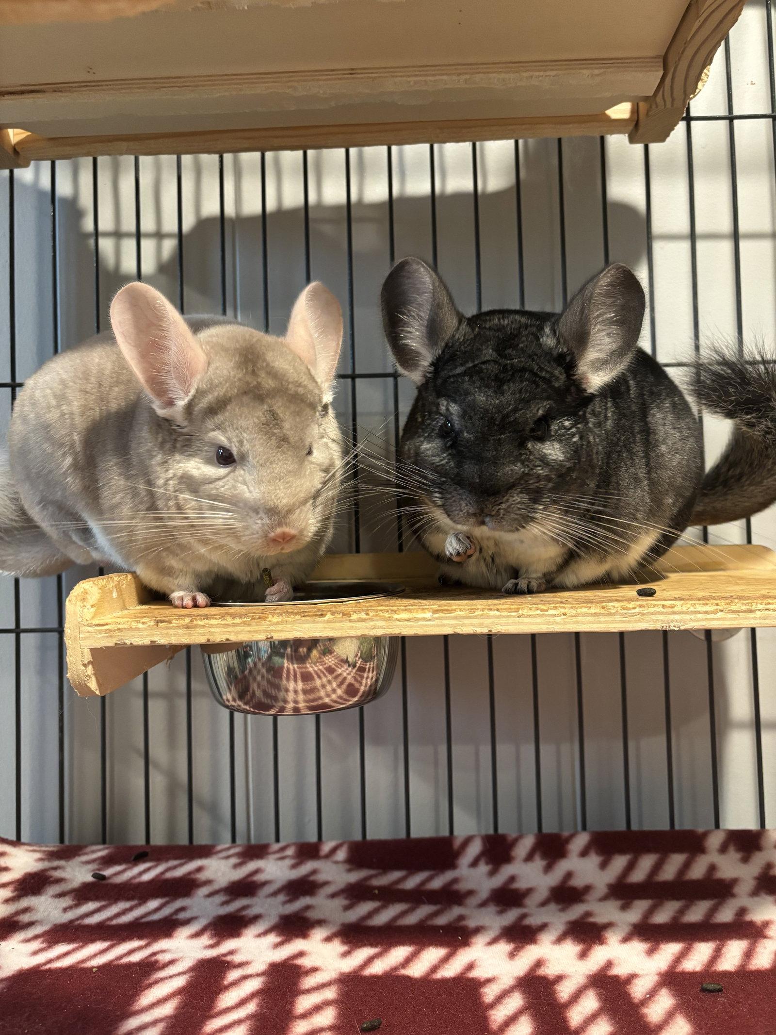 Enlarge Salt and Pepper, a Adoptable Chinchilla in Aurora, IL image 2/3