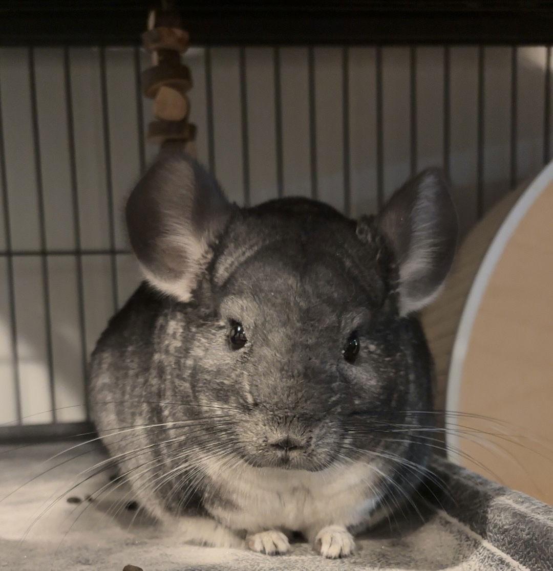 Salt and Pepper, a Adoptable Chinchilla in Aurora, IL image 3/3