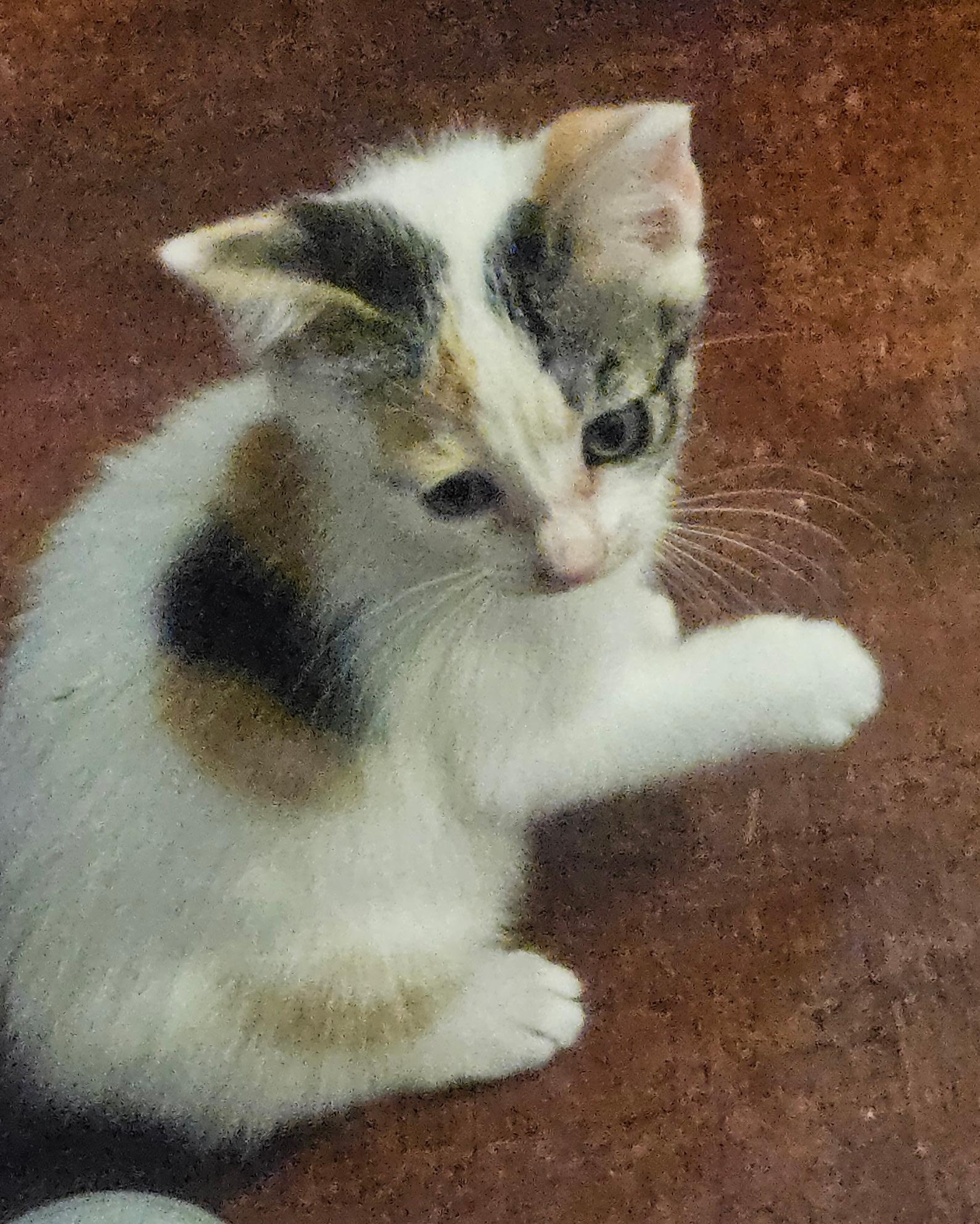 Iris, an adopted mixed breed in Albuquerque, NM image 1/5