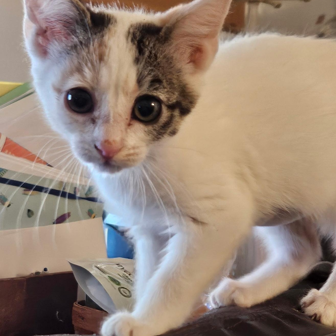 Iris, an adopted mixed breed in Albuquerque, NM image 2/5