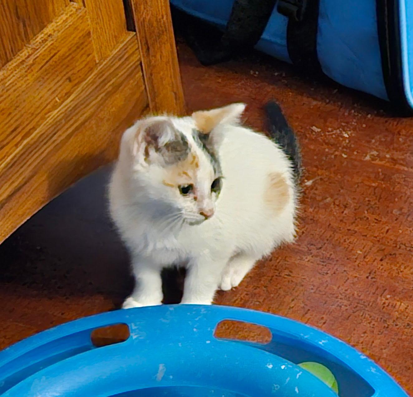 Iris, an adopted mixed breed in Albuquerque, NM image 3/5