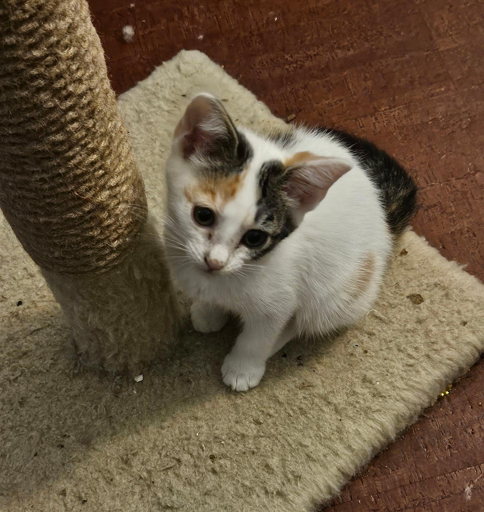 Iris, an adopted mixed breed in Albuquerque, NM image 4/5