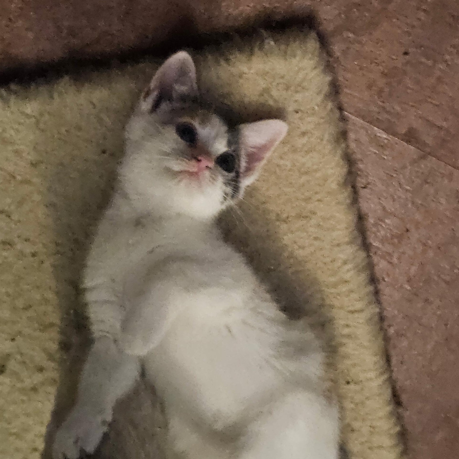 Iris, an adopted mixed breed in Albuquerque, NM image 5/5
