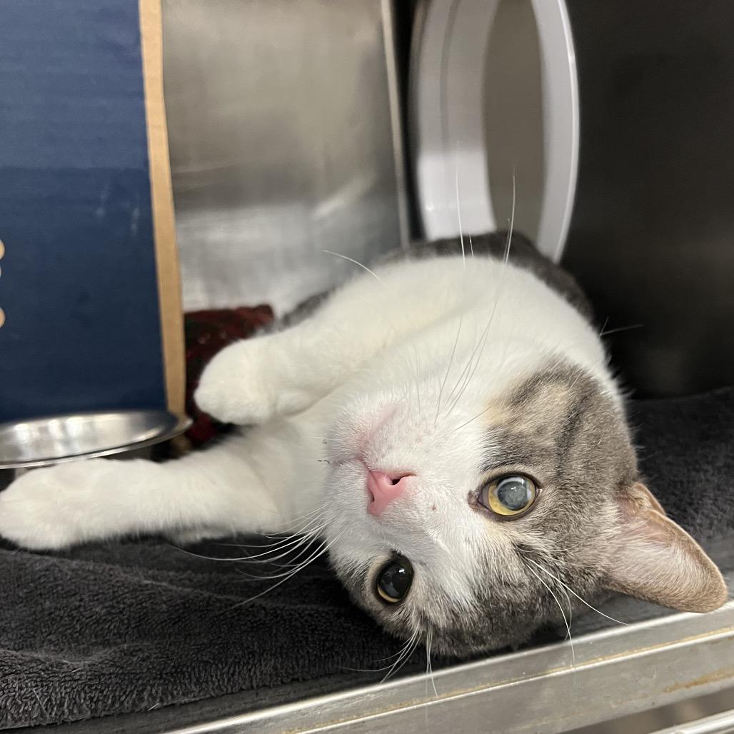 Cedric (Holland Cat Cove), Adoptable, Adult Male Domestic Short Hair.