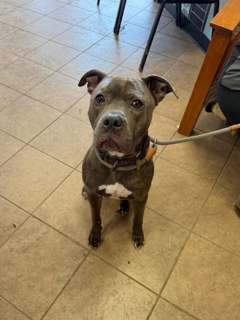 Enlarge Latte, a Adoptable Pit Bull Terrier in Marion, OH image 1/3