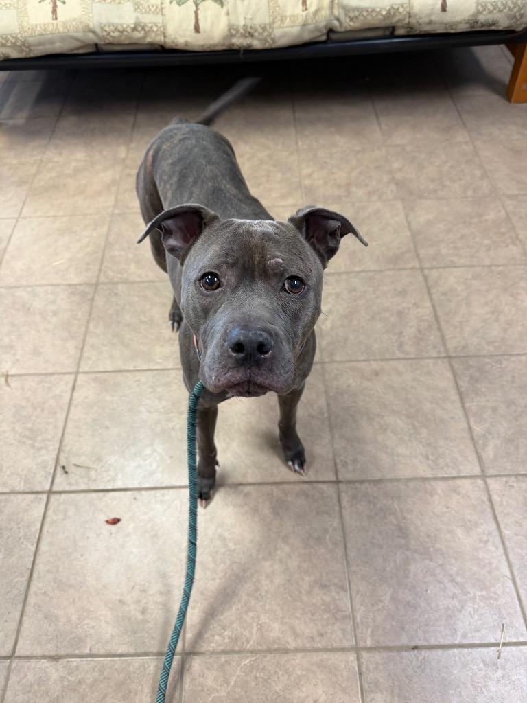 Enlarge Latte, a Adoptable Pit Bull Terrier in Marion, OH image 2/3