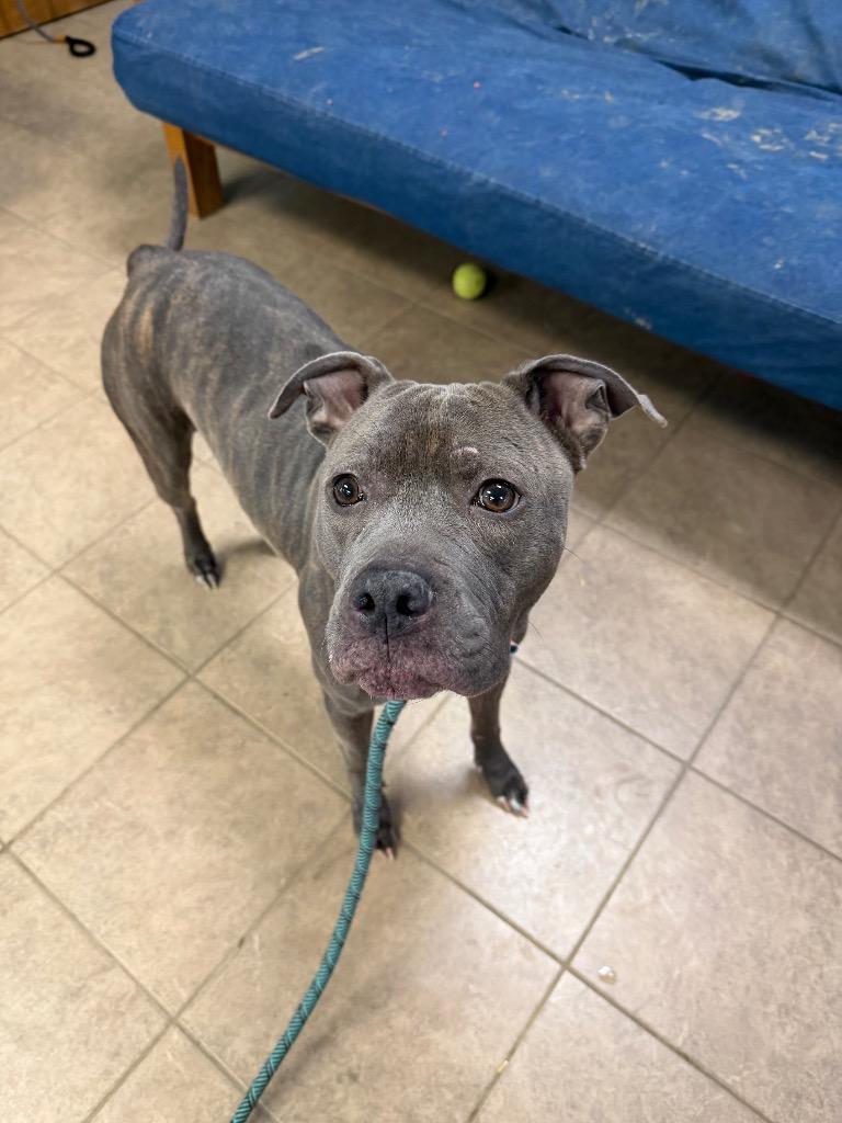 Enlarge Latte, a Adoptable Pit Bull Terrier in Marion, OH image 3/3