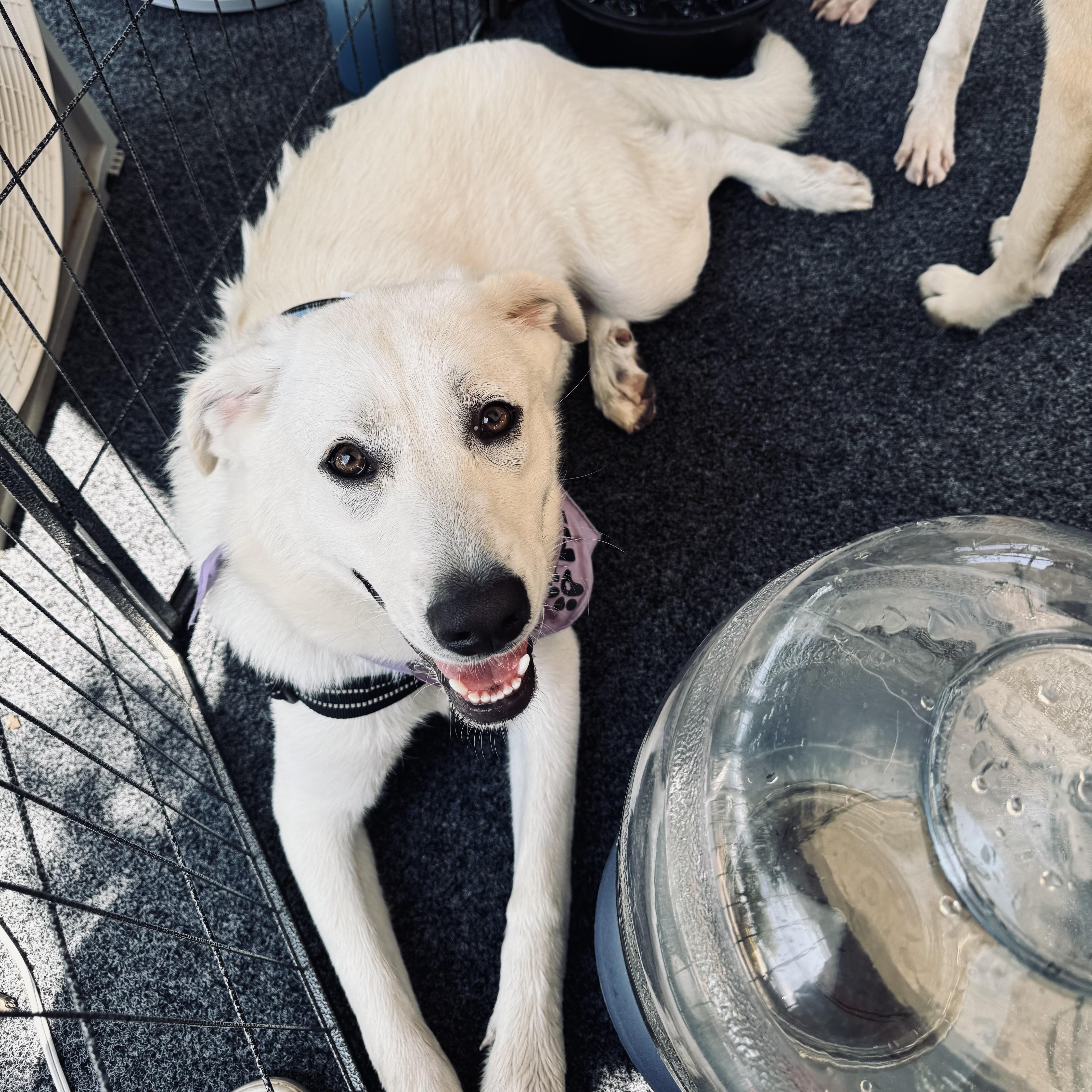 Enlarge Stormy, a ADOPTABLE mixed breed in Louisburg, KS image 5/5