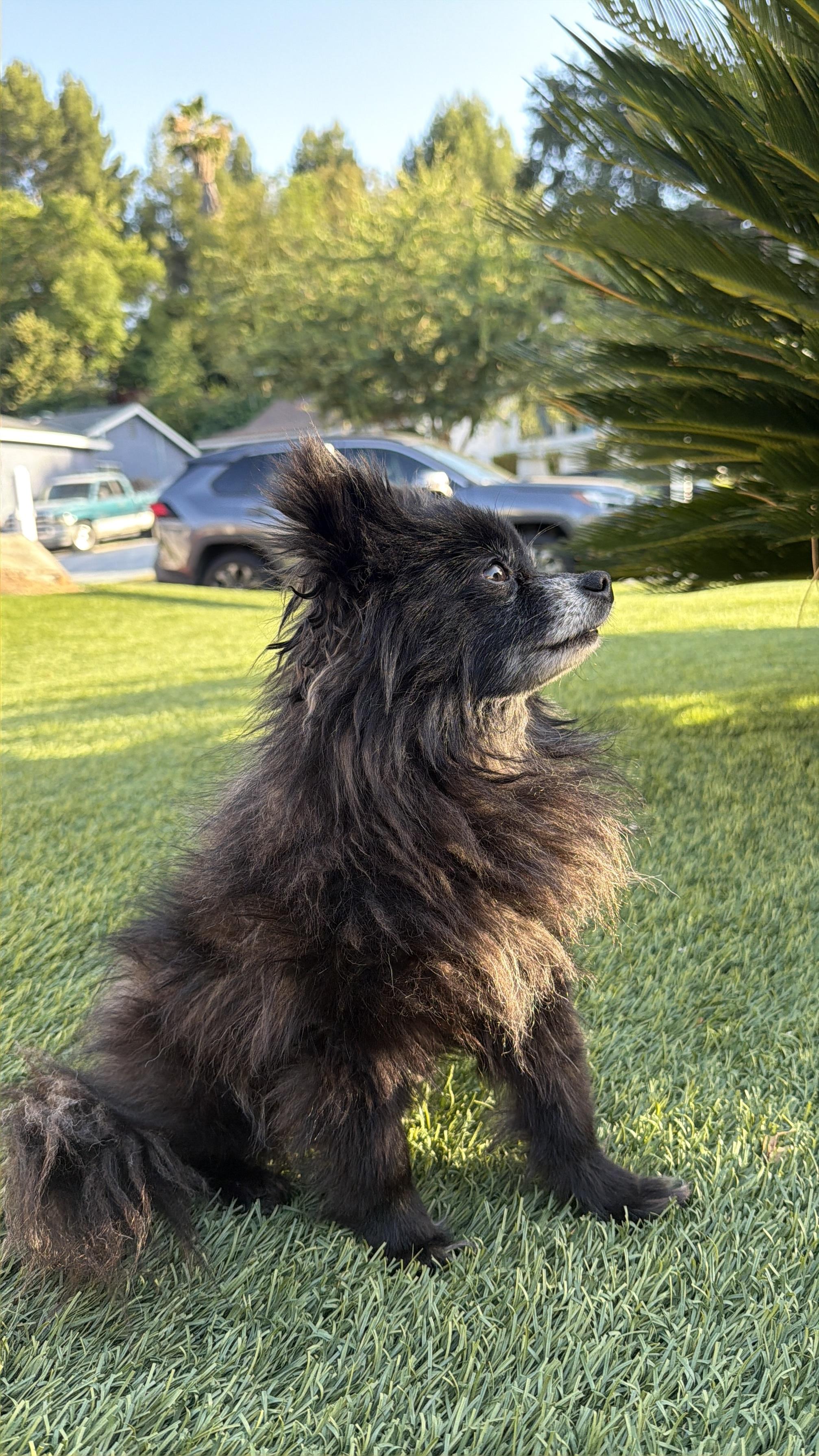Enlarge MUFFIN, an adopted Pomeranian in Rowland Heights, CA image 2/6