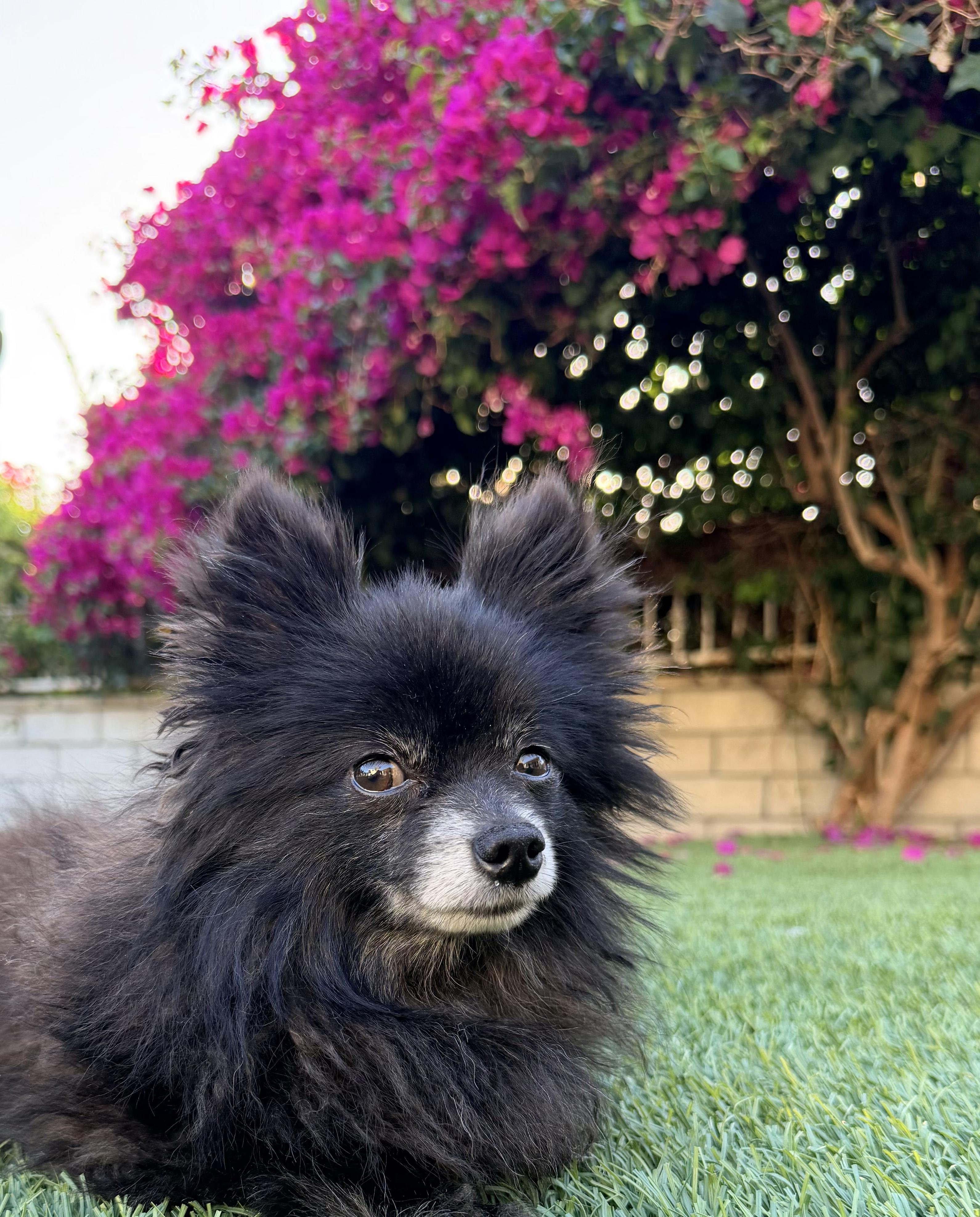 Enlarge MUFFIN, an adopted Pomeranian in Rowland Heights, CA image 6/6