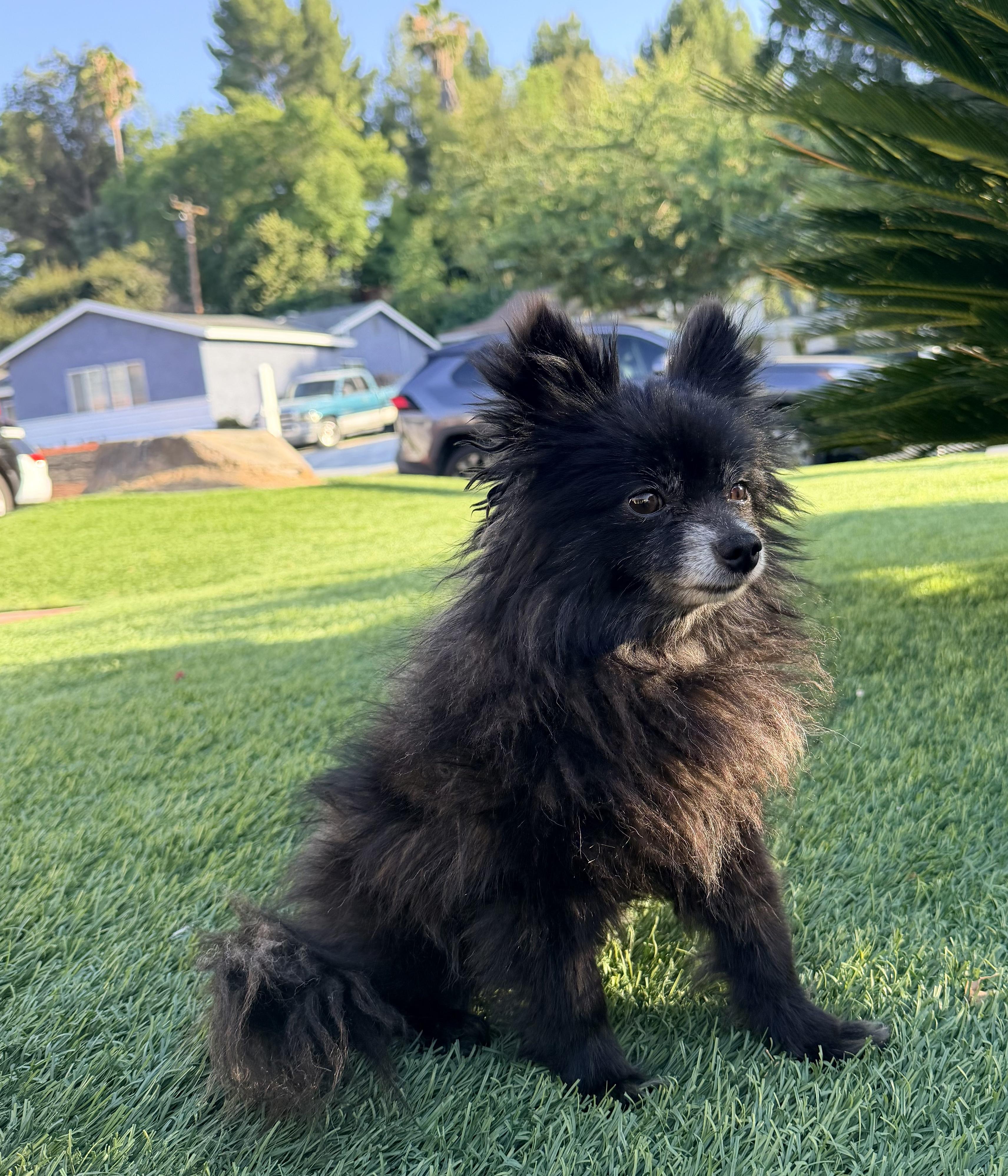 Enlarge MUFFIN, an adopted Pomeranian in Rowland Heights, CA image 5/6